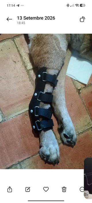 Férula Talla L para Perro