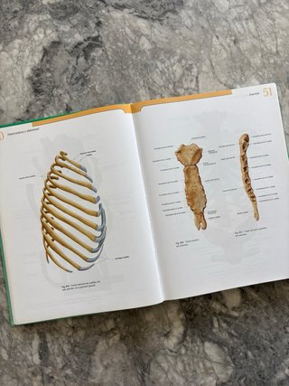 Atlas de Anatomía Humana Sobotta – Tomo 2