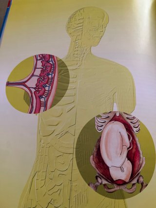 Libro cuerpo humano infantil