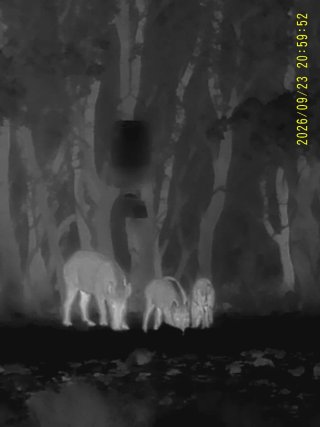 Monocular Térmico Pard