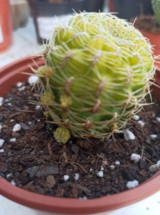 Suculentas y cactus
