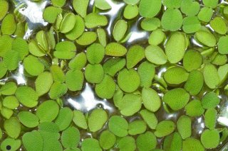 Salvinia piante galleggianti per acquario