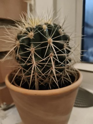 Cactus en maceta de terracota