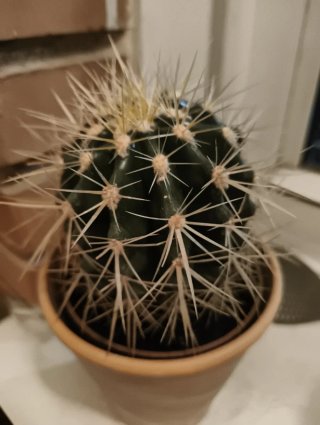 Cactus en maceta de terracota
