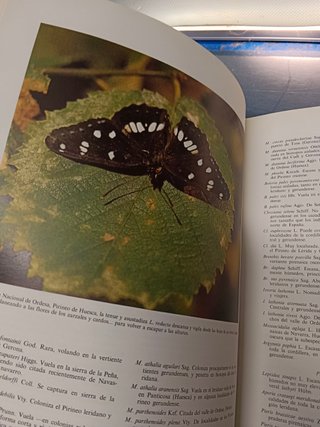 Mariposas de la península ibérica I, II, Miguel P. Gómez Bustillo + PEQUEÑO LIBRO DE MARIPOSAS