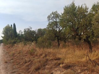 Huerto de 3000m en Cascante