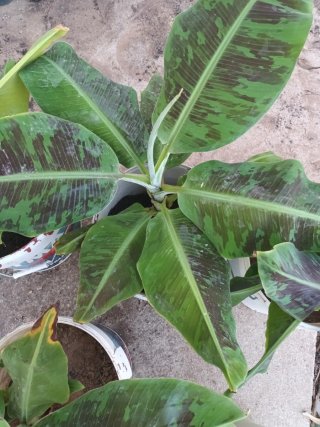 Platanera Canaria Enana (+50cm)