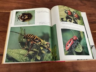 Libro Los insectos , el mundo de la naturaleza
