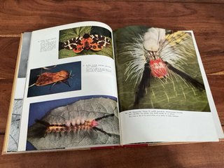 Libro Los insectos , el mundo de la naturaleza