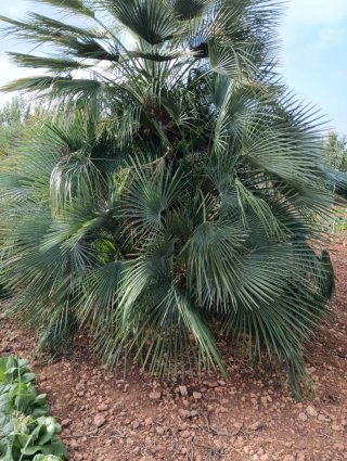 Palmera Mediterránea Autóctona