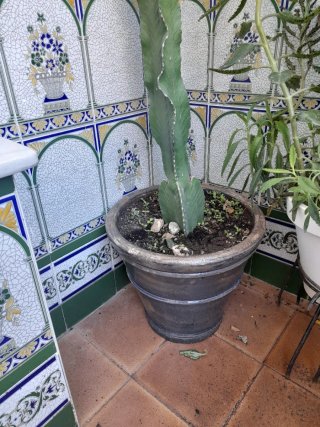 Cactus de 2.5 metros con maceta