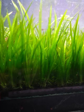 Plantas Naturales Vallisneria para Acuario