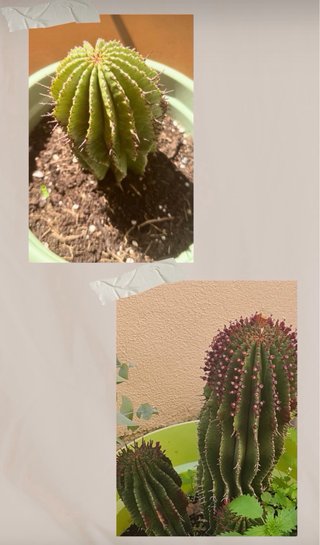Venta de plantas de interior y exterior. Preguntar