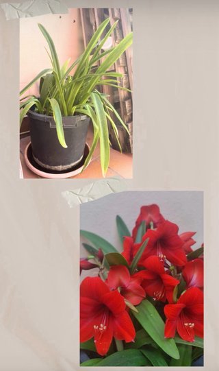 Venta de plantas de interior y exterior. Preguntar