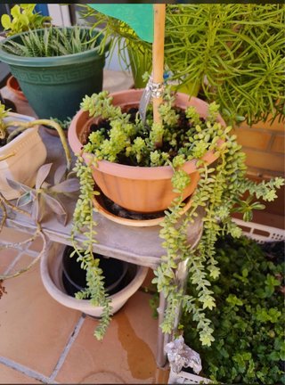 Venta de plantas de interior y exterior. Preguntar