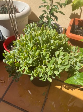 Venta de plantas de interior y exterior. Preguntar