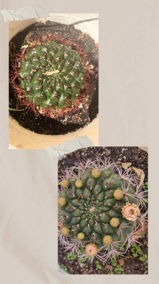 Venta de plantas de interior y exterior. Preguntar
