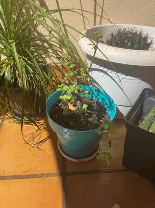 Venta de plantas de interior y exterior. Preguntar