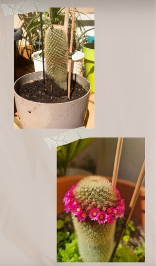 Venta de plantas de interior y exterior. Preguntar