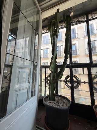 Cactus Grande en Maceta
