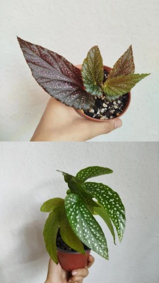 Pack de 2 Begonias