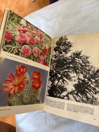 Gran Enciclopedia de las plantas (ilustrada)