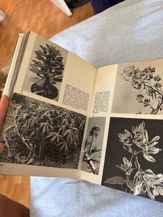 Gran Enciclopedia de las plantas (ilustrada)