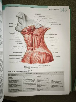Atlas de anatomía humana. T. 1. Cabeza, cuello ...