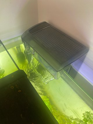 Acuario 100L con plantas flotantes