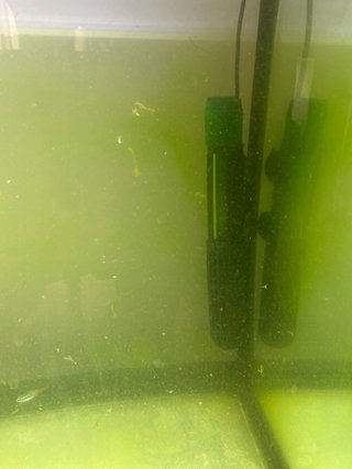 Acuario 100L con plantas flotantes