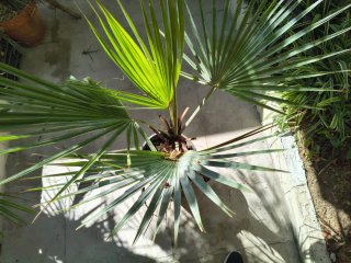 Brahea armata.palma .Non è una cycas .