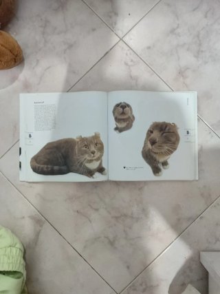 Adorables Gatos Como Nunca Antes Los Habías Visto