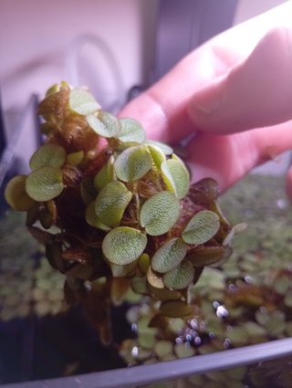Salvinia Minima XXL calibre premium A+