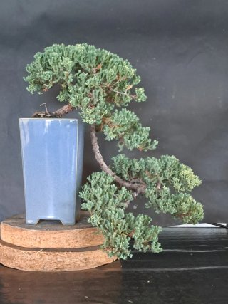 Bonsái Juniperus Procumbens