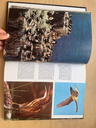 El Fabuloso mundo de las aves vida y costumbres