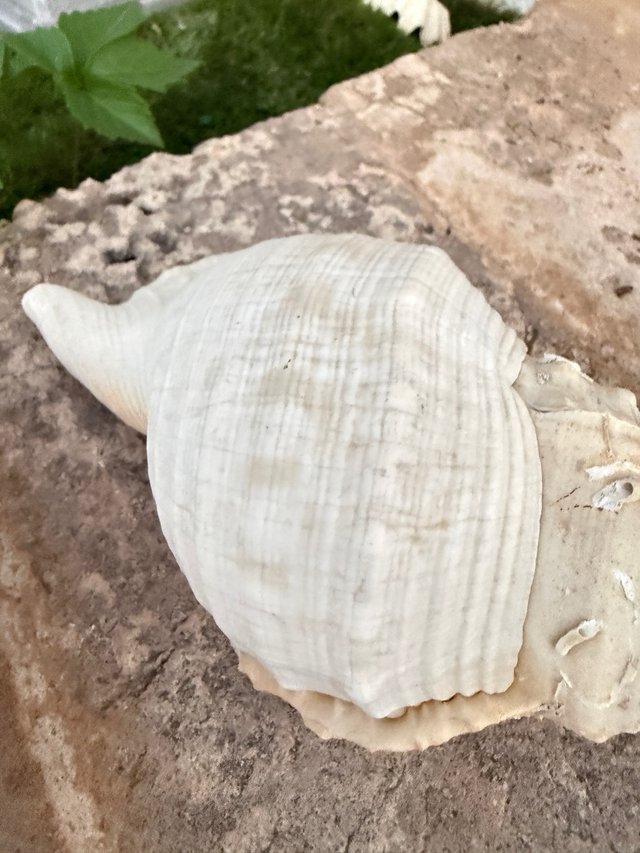 2 Caracolas Triton naturales