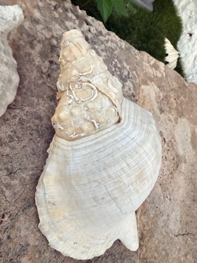 2 Caracolas Triton naturales