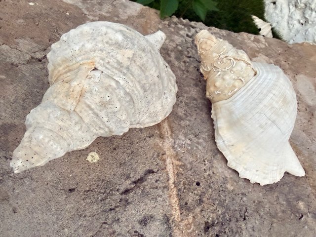 2 Caracolas Triton naturales