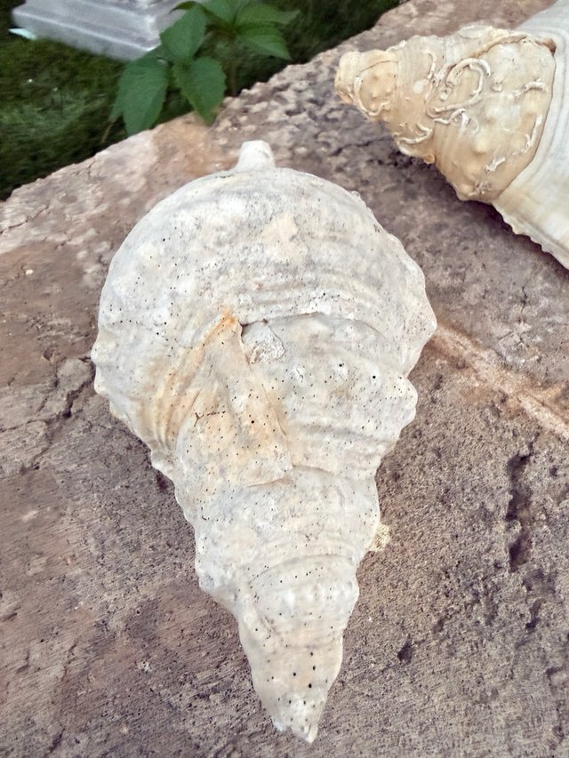 2 Caracolas Triton naturales