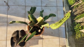 Cactus de Ibiza. Hasta 5-10. Solo amantes plantas