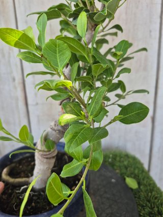 Ficus Retusa Mac Azul REF35