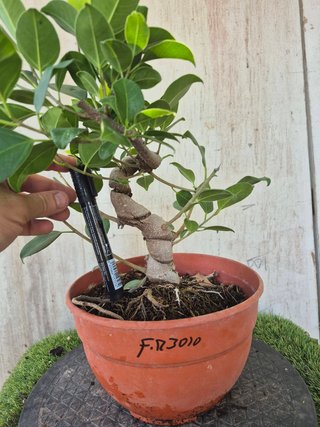 Ficus Retusa Bonsái Ref. 3010