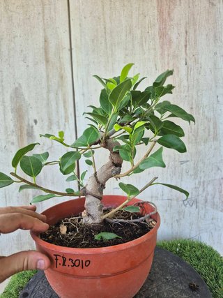 Ficus Retusa Bonsái Ref. 3010