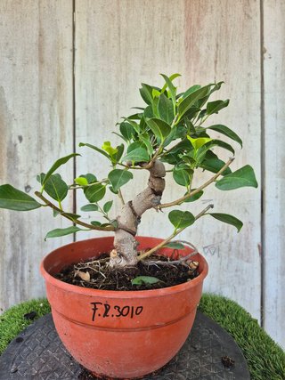 Ficus Retusa Bonsái Ref. 3010