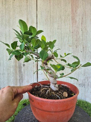 Ficus Retusa Bonsái Ref. 3010