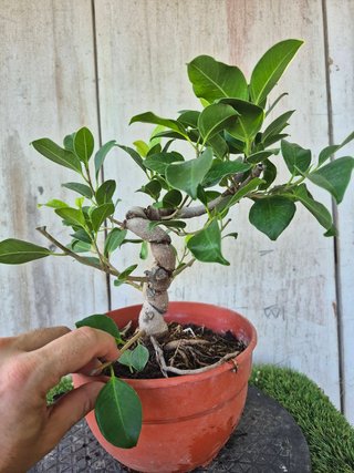 Ficus Retusa Bonsái Ref. 3010