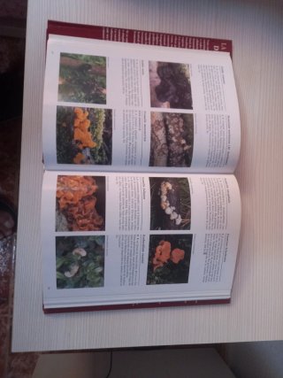 Libro de Setas