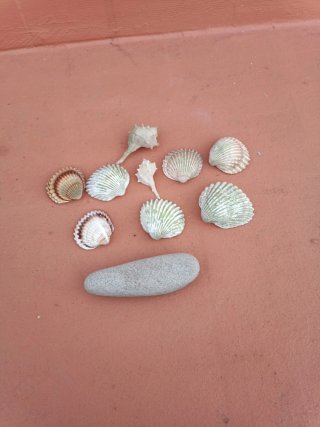 Conjunto de 8 conchas y piedra para acuario