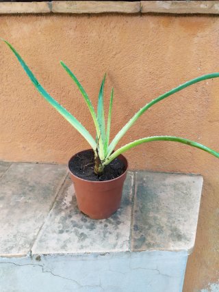 Planta Aloe Vera