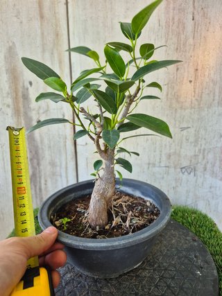 Ficus Australis Rubiginosa Ref Terrina 302